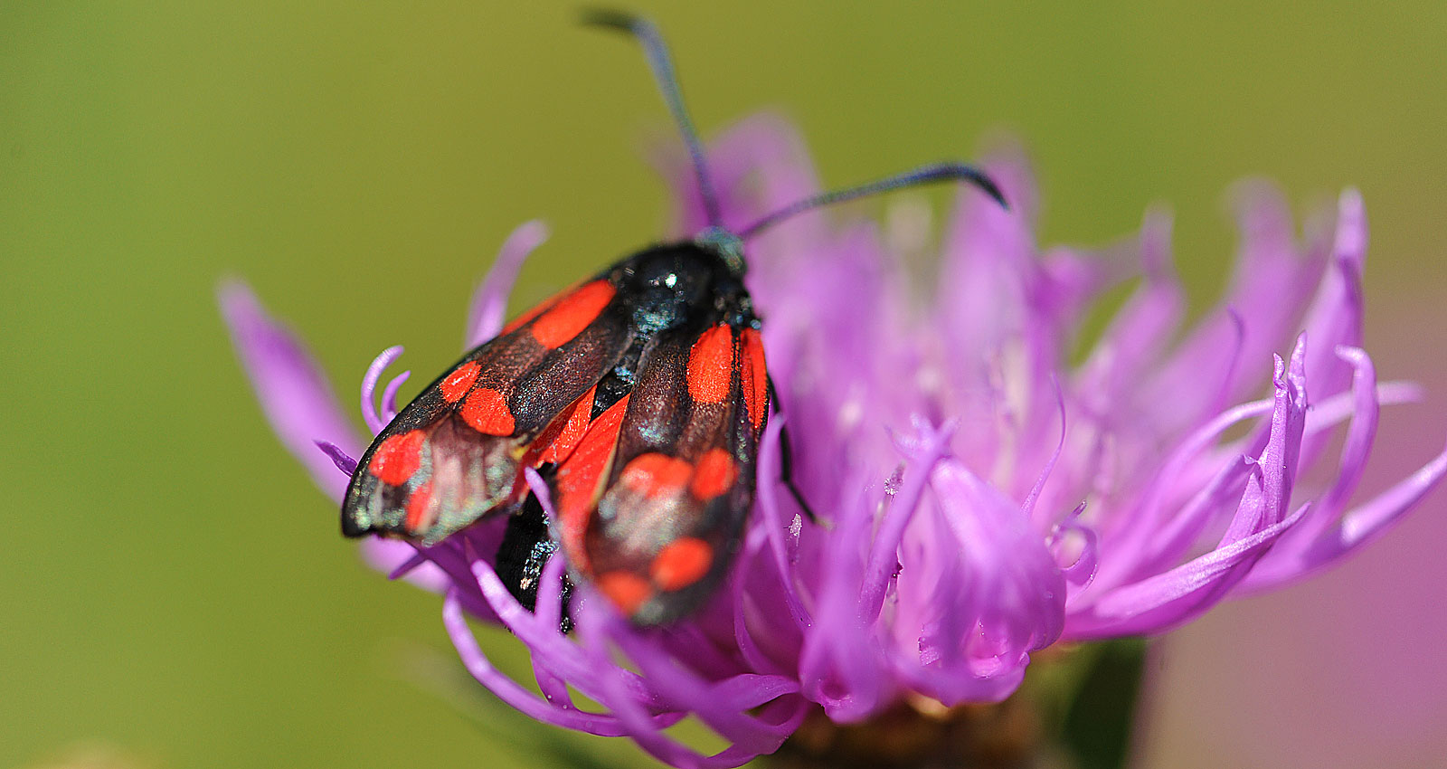 Atelier Leuthold Grafikdesign: Portfolio - Sitemap	 - foto insekten - Foto Insekten