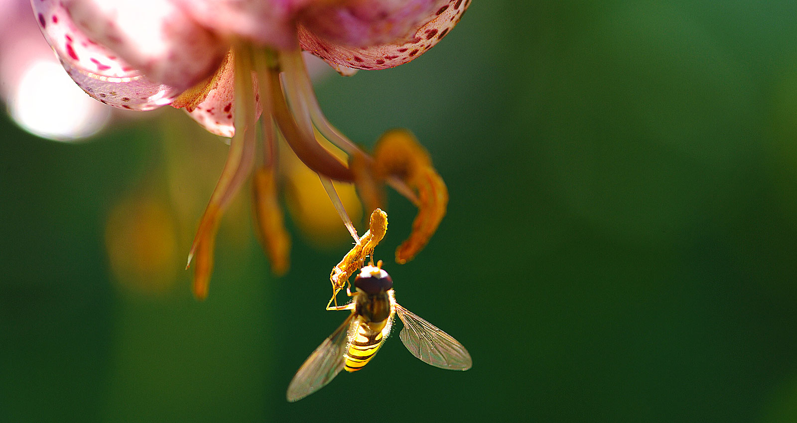 Atelier Leuthold Grafikdesign: Portfolio - Sitemap	 - foto insekten - Foto Insekten