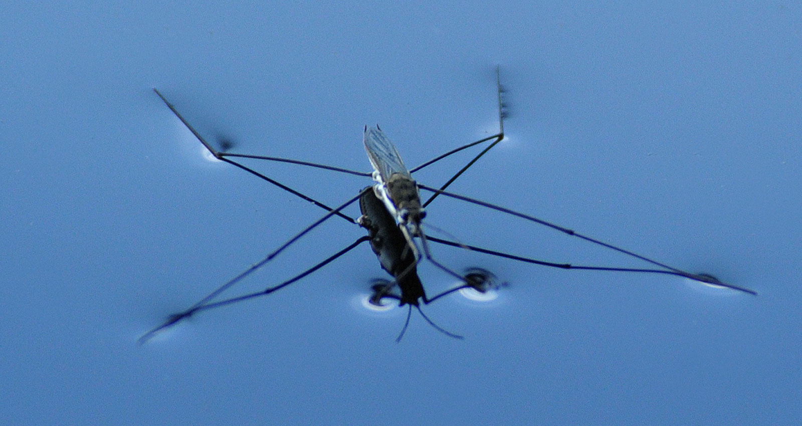 Atelier Leuthold Grafik schön und schnell und gut: FOTOGRAFIE Foto Insekten Foto Insekt 4