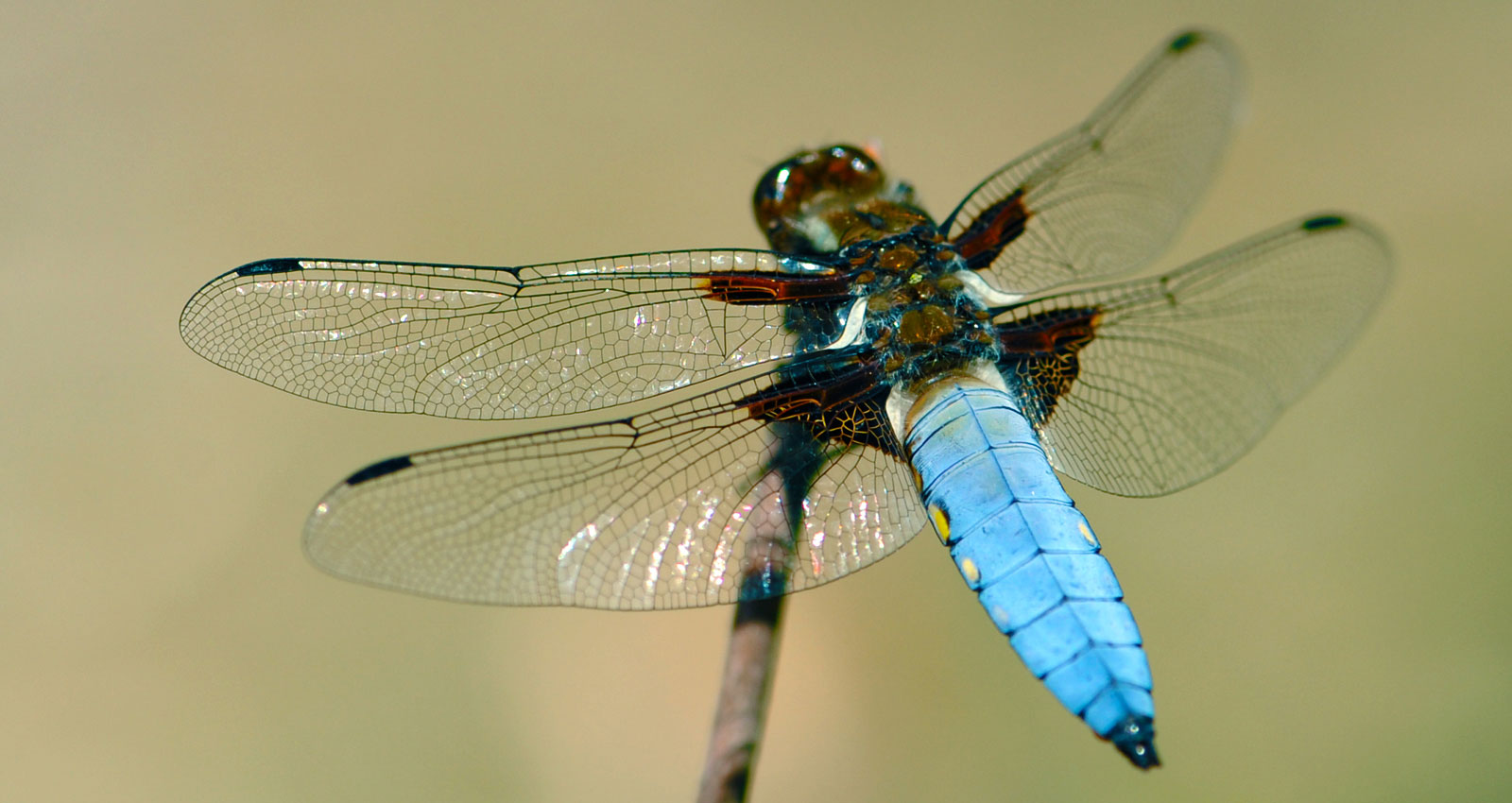 Atelier Leuthold Grafikdesign: Portfolio - Fotografie - Foto Insekten