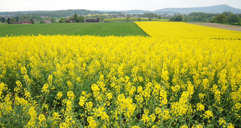 Atelier Leuthold Grafikdesign: Portfolio - Sitemap	 - foto landwirtschaft - Foto Landwirtschaft