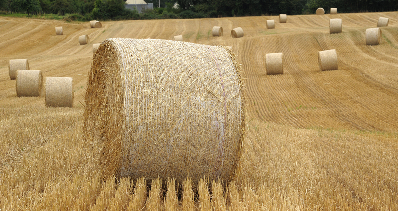 Atelier Leuthold Grafikdesign: Portfolio -  - Foto Landwirtschaft