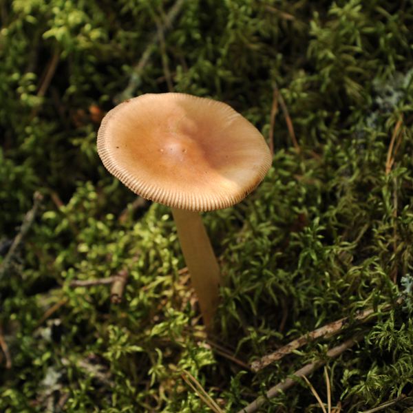 Scheidenstreifling (Amanita)