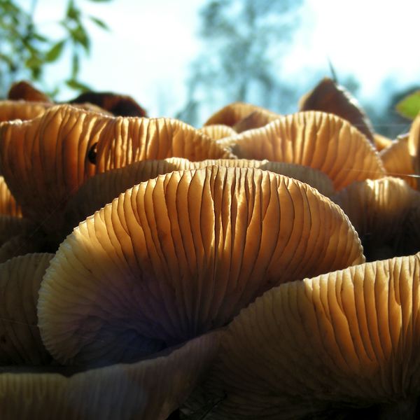 Nicht eindeutig zu bestimmen