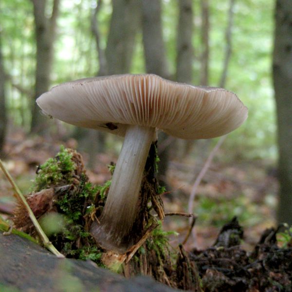 Dachpilz (Pluteus)