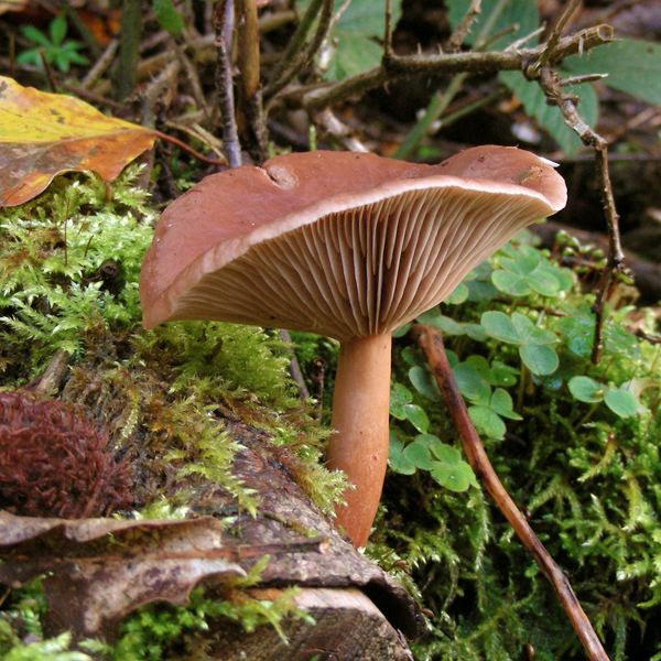 Milchling (Lactarius)