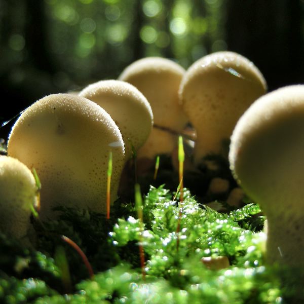 Stäubling (Lycoperdon)